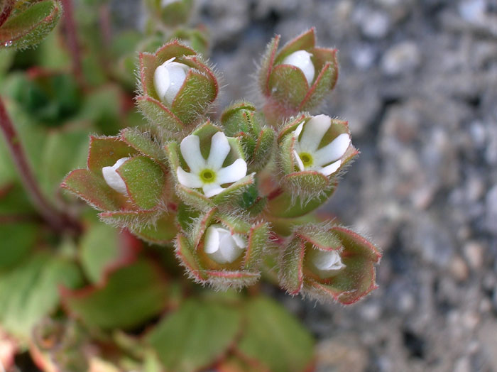 Androsace maxima / Androsace annuale