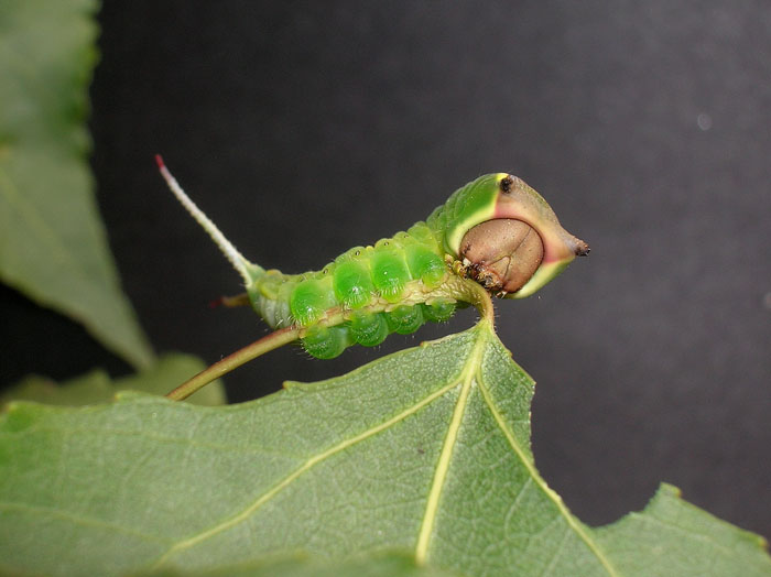 Cerura vinula