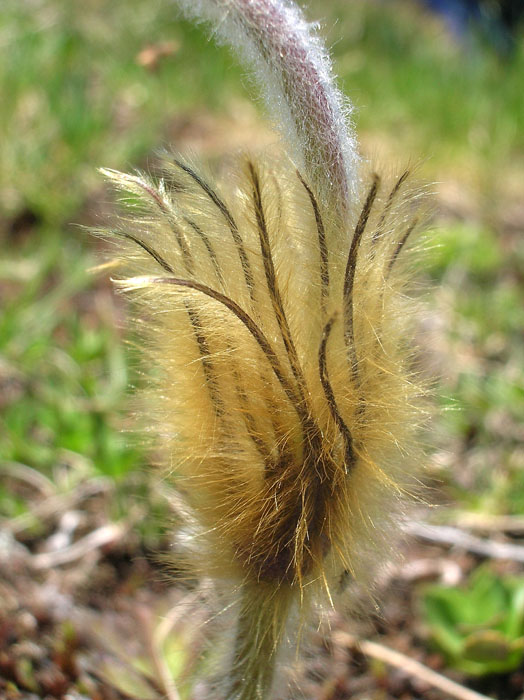 Pulsatilla vernalis / Anemone primaverile