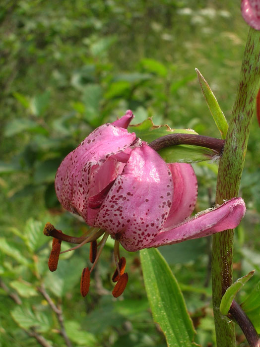 Lilium martagon / Giglio martagone