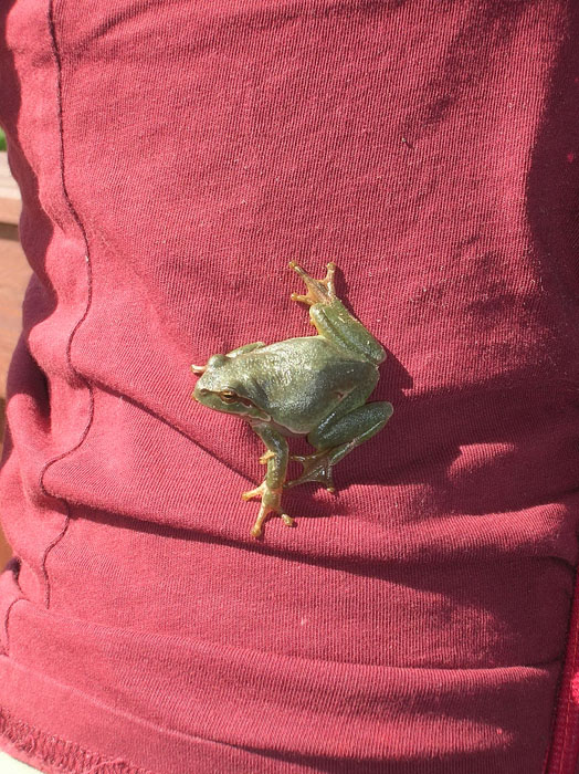 Hyla arborea