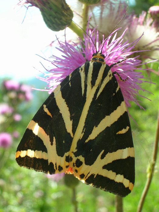 Euplagia quadripunctaria
