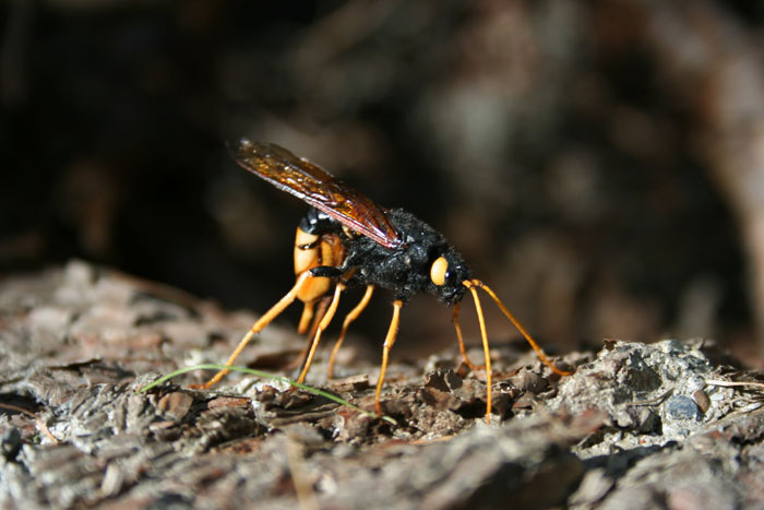 Urocerus gigas femmina e deposizione