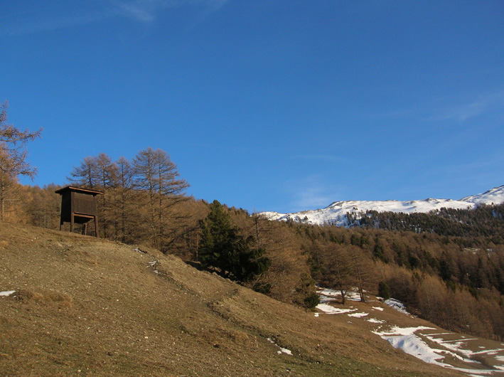 Cercando la neve.