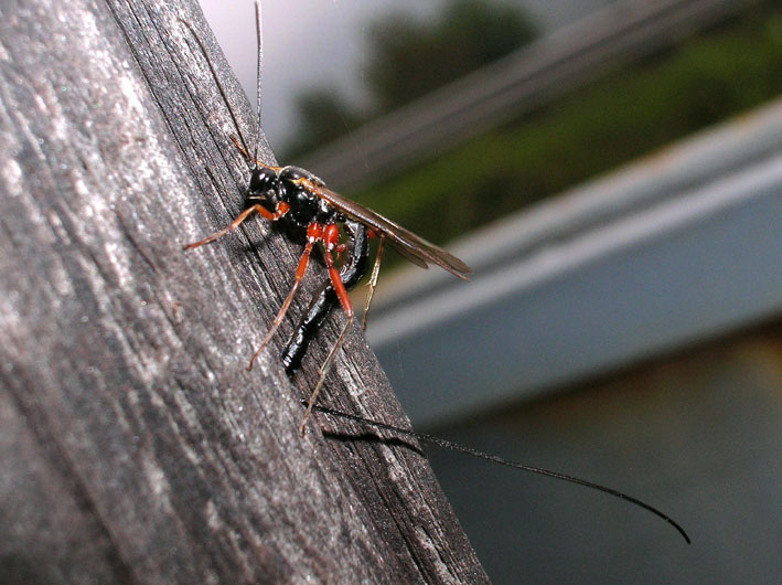 Ichneumonidae: Ephialtes manifestator