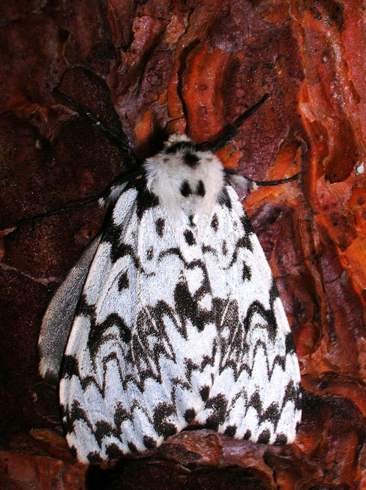 Lymantria monacha