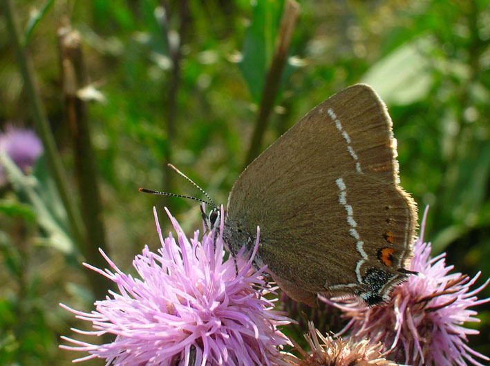 Satyrium spini, un licenide mirmecofilo