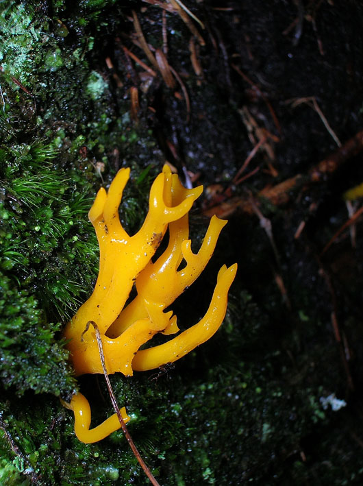 Calocera viscosa?