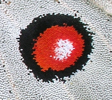 Colpo d''occhio! Falsi occhi e altri segnali su insetti