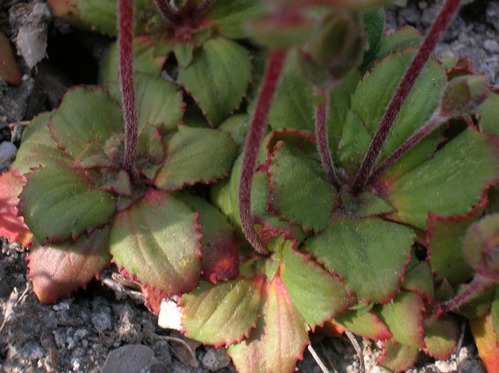 Androsace maxima / Androsace annuale