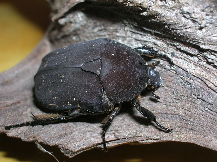 Protaetia morio