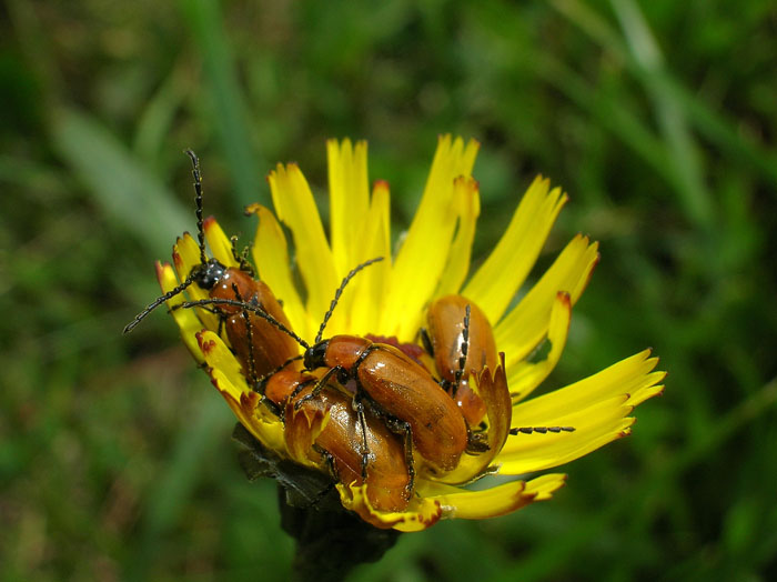 Exosoma lusitanicum (Col. Chrysomelidae)