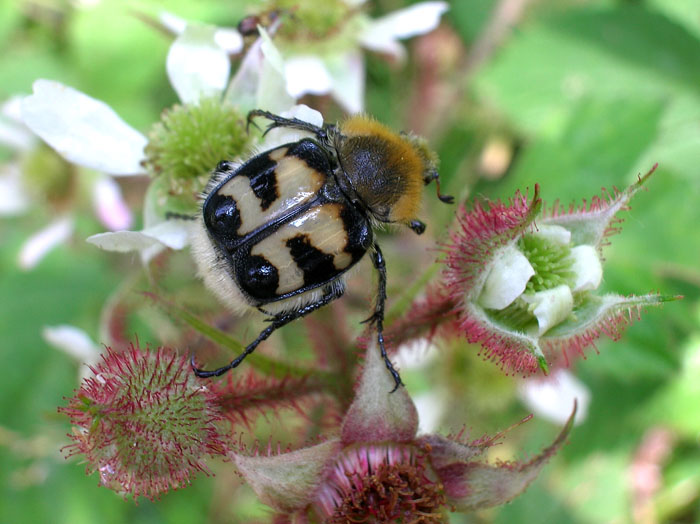 Trichius fasciatus
