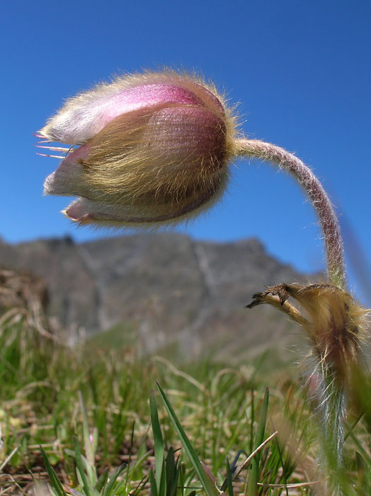 Pulsatilla vernalis / Anemone primaverile