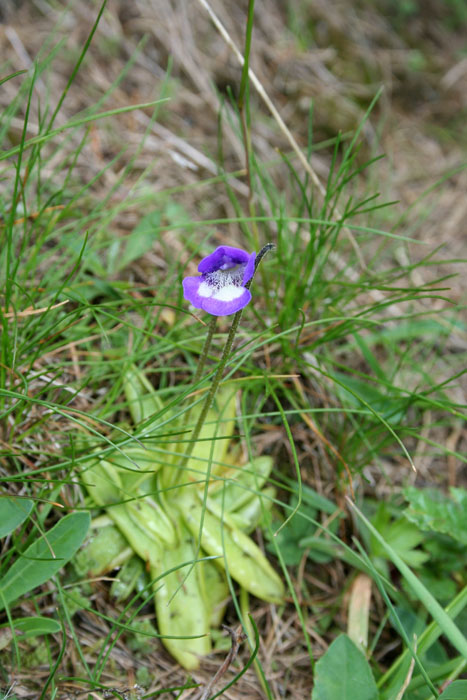 Pinguicula leptoceras / Pinguicola maggiore