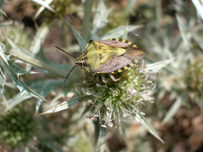 Carpocoris purpureipennis