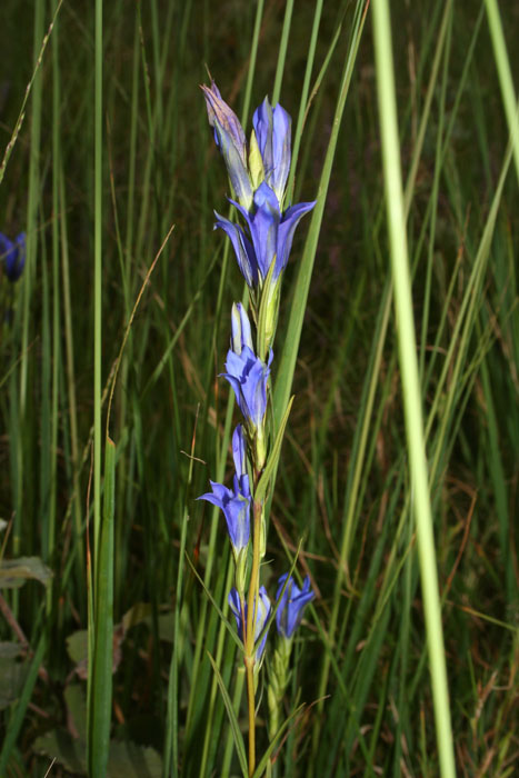 Gentiana pneumonanthe / Genziana palustre