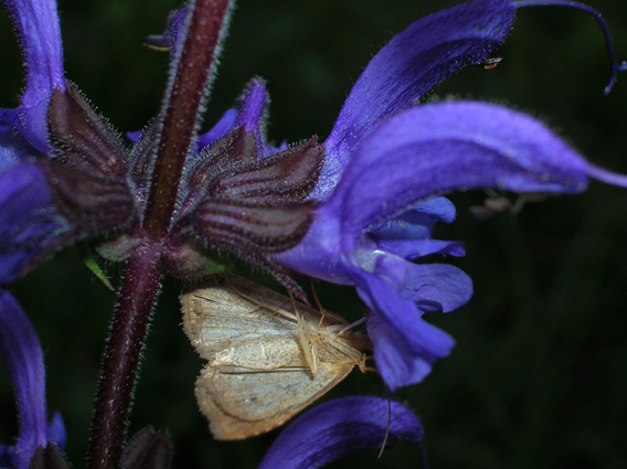 farfallina