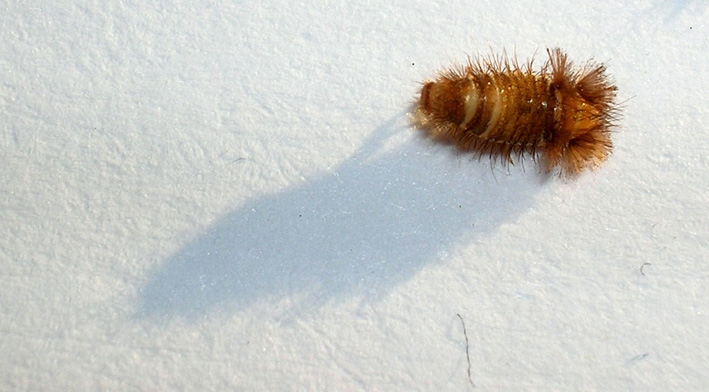 Capsule di Sceliphron e larva di Dermestidae
