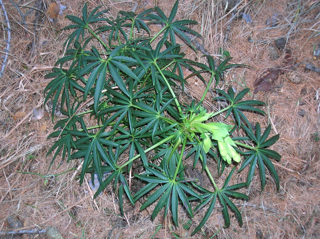 Helleborus foetidus