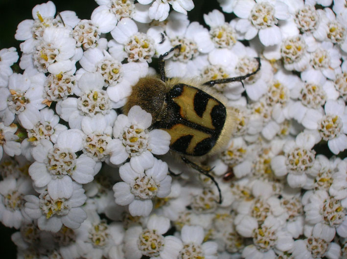 Trichius fasciatus