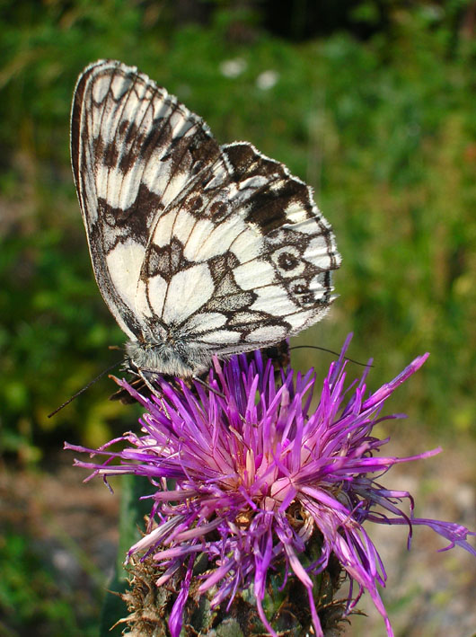 Melanargia galathea