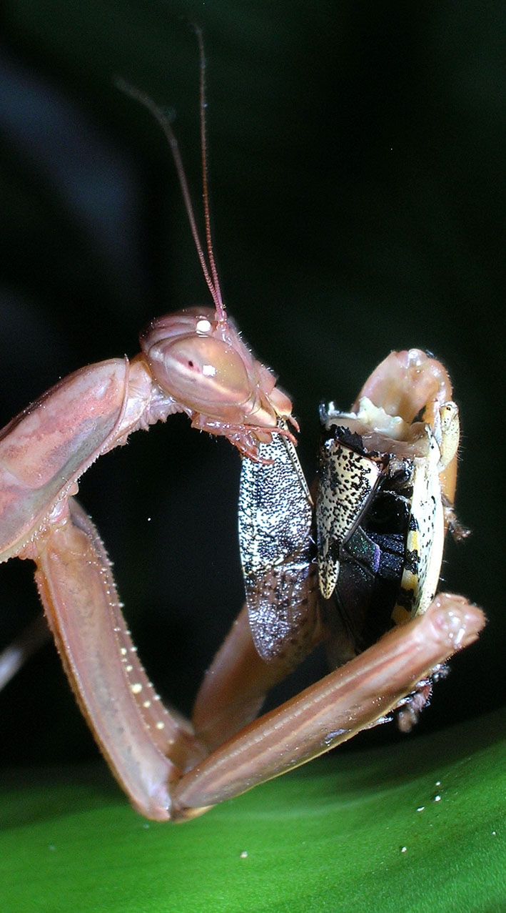 Il pranzo della Mantide!