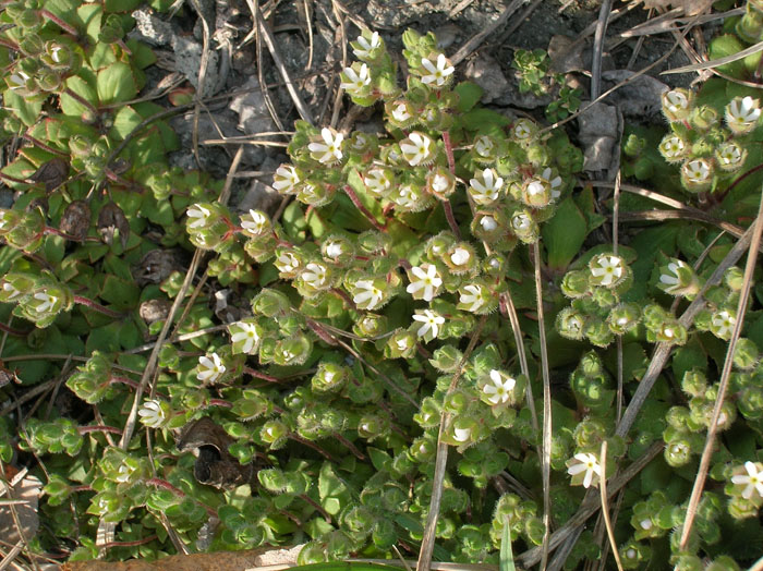 Androsace maxima / Androsace annuale