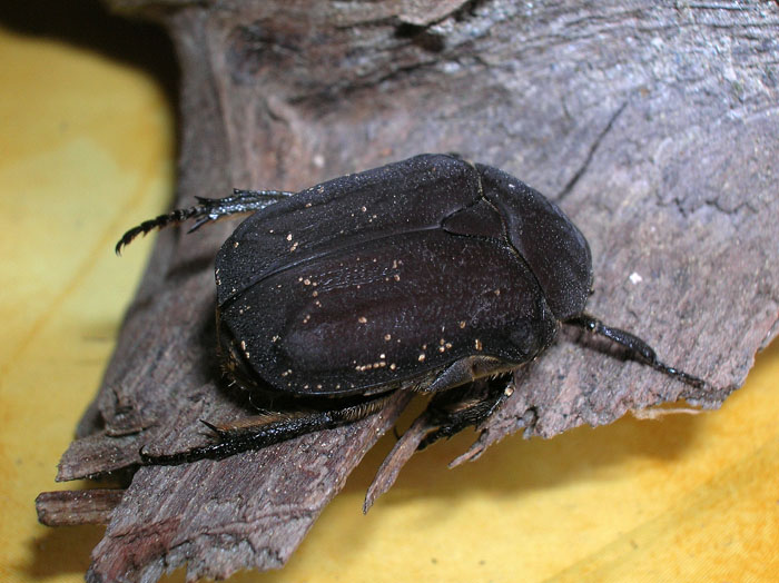 Protaetia morio