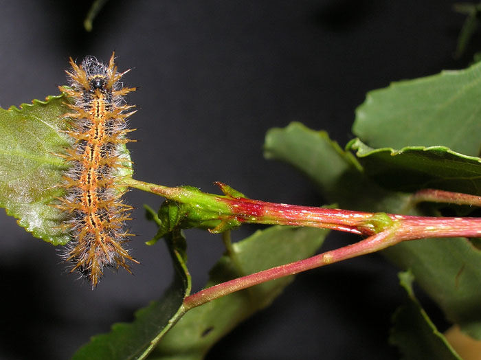 Bruco di Nymphalis polychloros