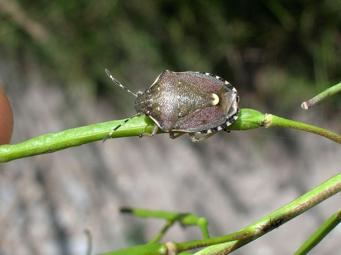 Holcostethus sphacelatus