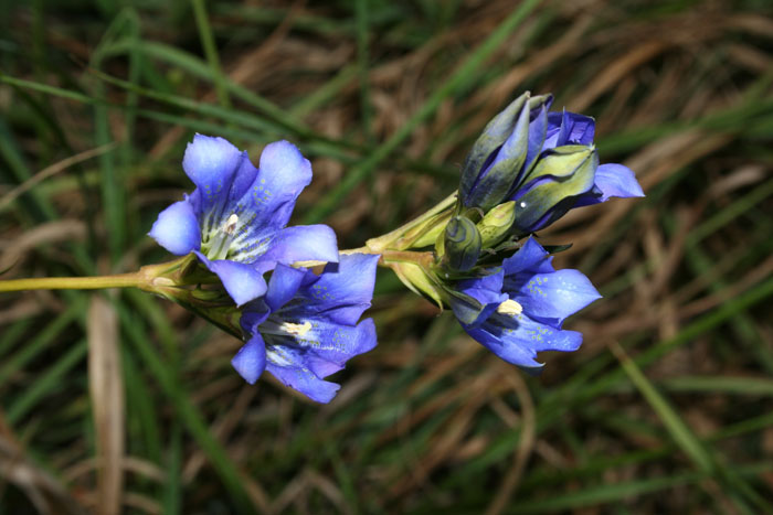 Gentiana pneumonanthe / Genziana palustre