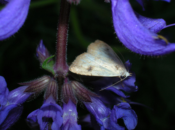 farfallina