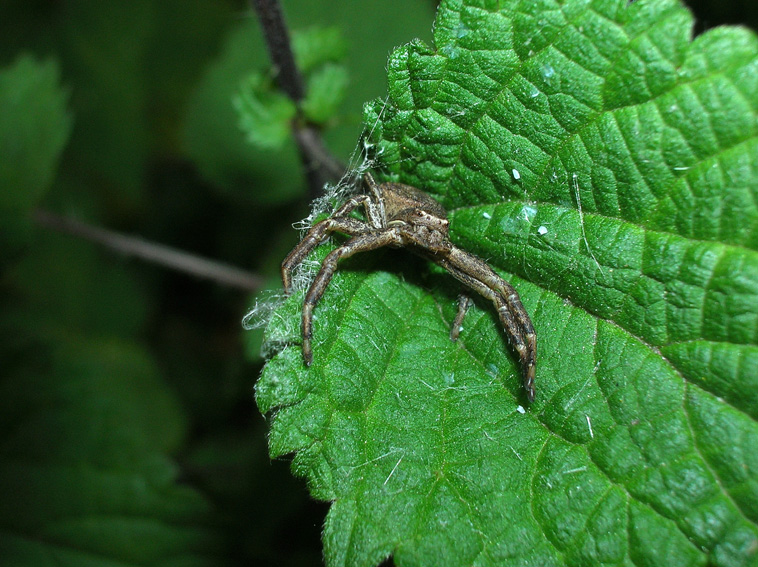 Xysticus sp.
