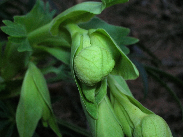 Helleborus foetidus