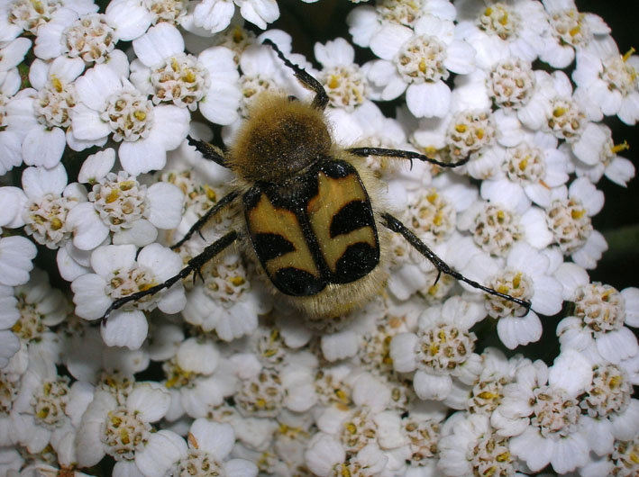 Trichius fasciatus