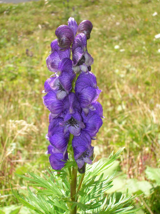 Aconitum napellus / Aconito napello