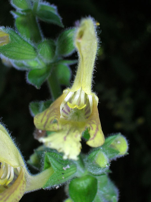 Salvia glutinosa / Salvia vischiosa