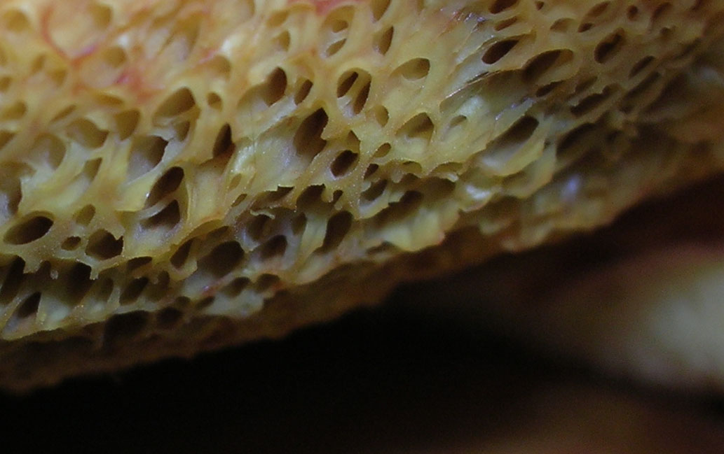 particolari