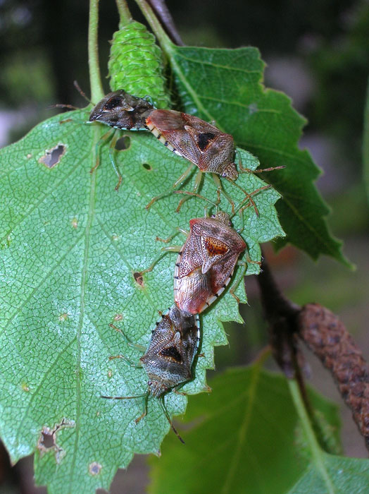 Elasmucha grisea (Heteroptera, Acanthosomatidae)