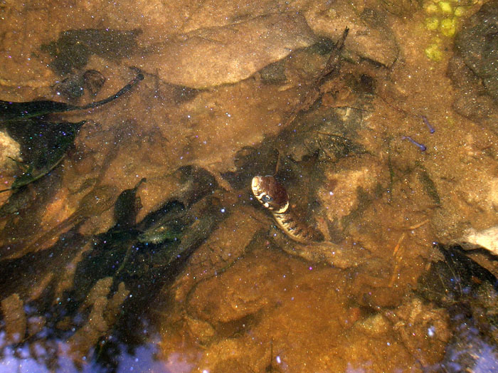 la mia prima Natrix !!!!!!!