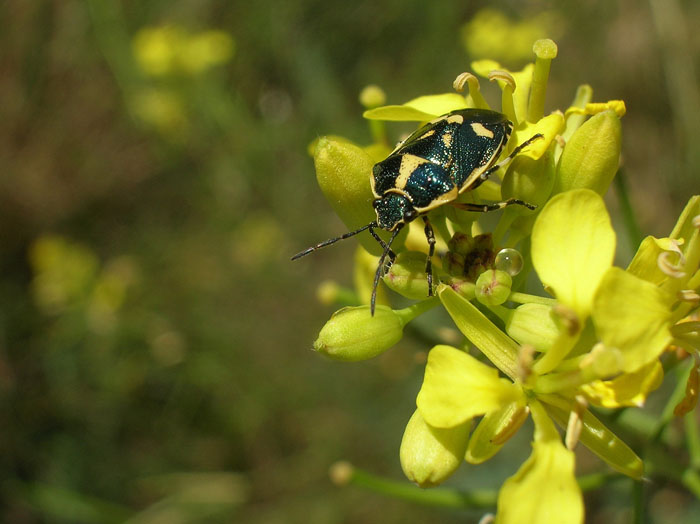 Eurydema oleracea
