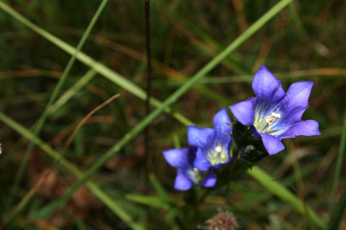Gentiana pneumonanthe / Genziana palustre