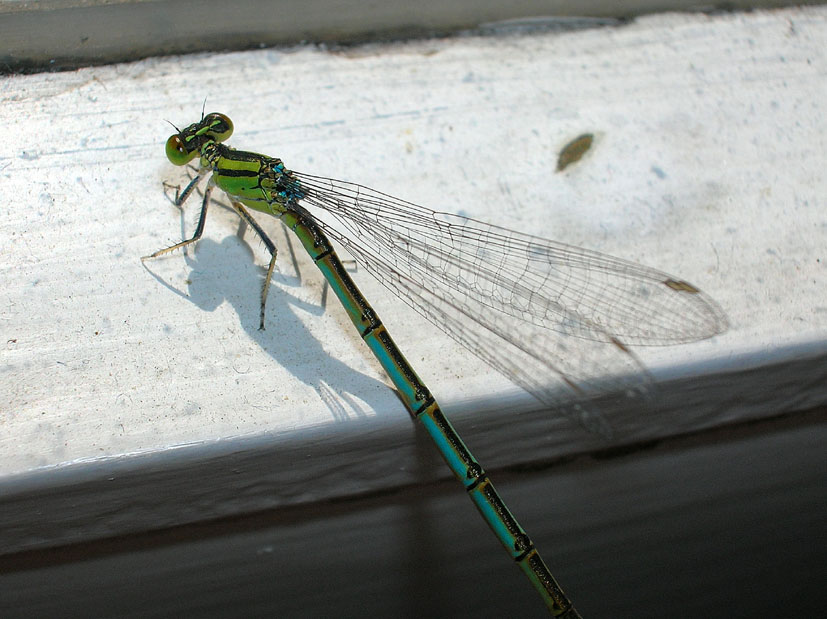 Un gioiello mi  entrato in casa Erythromma lindenii