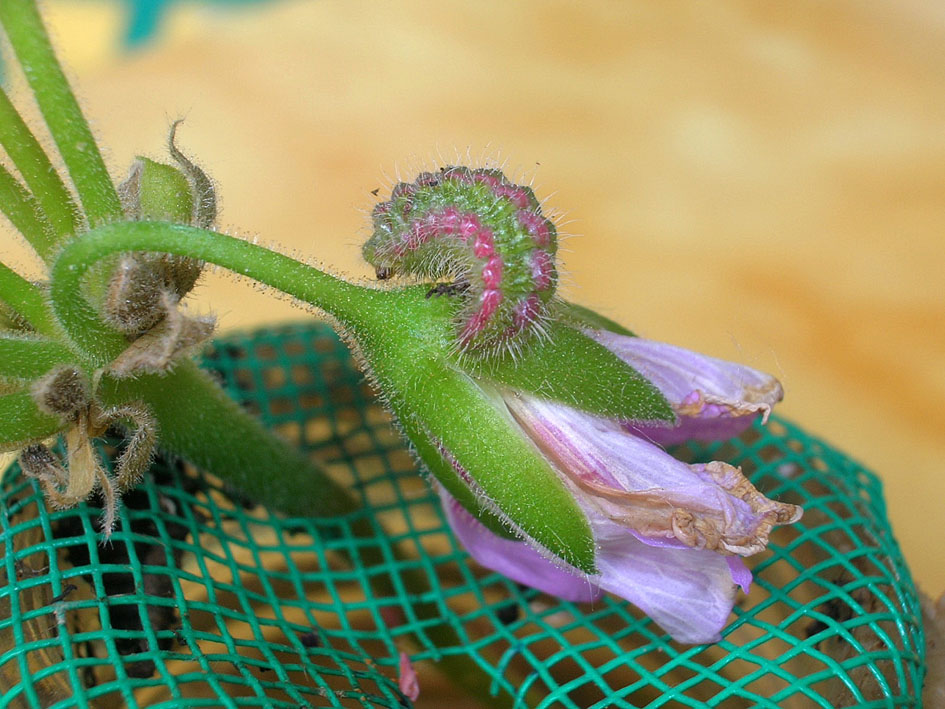 Cacyreus marshalli