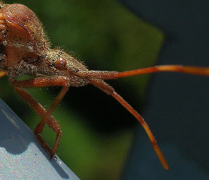 So chi  ma.... - Leptoglossus occidentalis