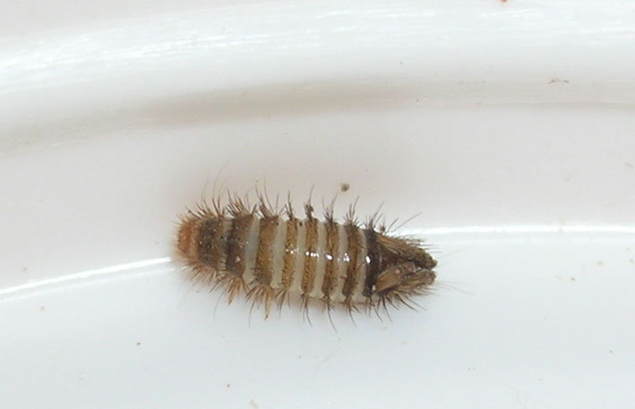 Capsule di Sceliphron e larva di Dermestidae