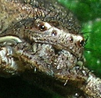 Xysticus sp.