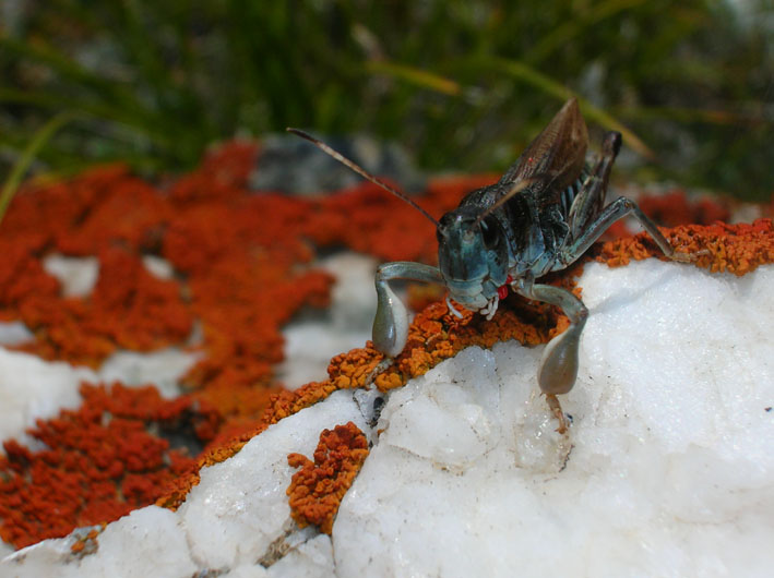 Cavalletta particolare - Gomphocerus sibiricus