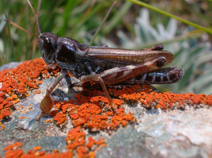 Cavalletta particolare - Gomphocerus sibiricus